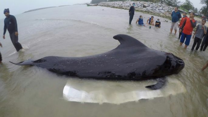 Muere una ballena después de tragarse 80 bolsas de plástico en Tailandia