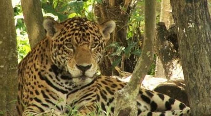Aumenta la población de  jaguar en México