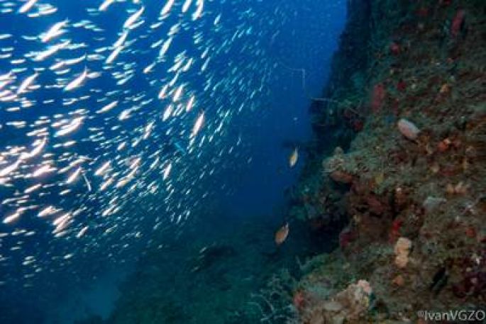 Se busca que Arrecifes de Los Tuxtlas sea Área Natural Protegida