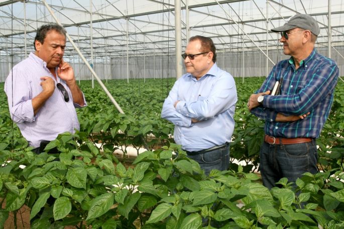 Molécula picante del chile habanero será utilizada en industria farmacéutica