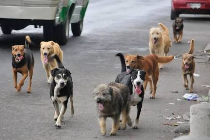 Los perros callejeros en México sufren hambre, frío, maltrato, discriminación y muerte