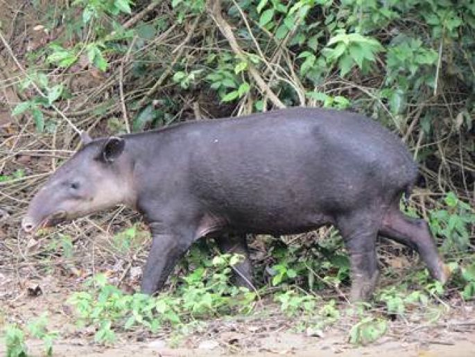 Captan tapir embarazada en Montes Azules