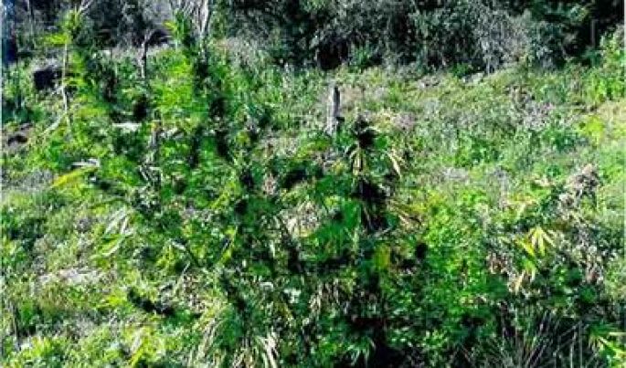 Destruye la PGR más de 24 mil plantas de marihuana en Guadalajara