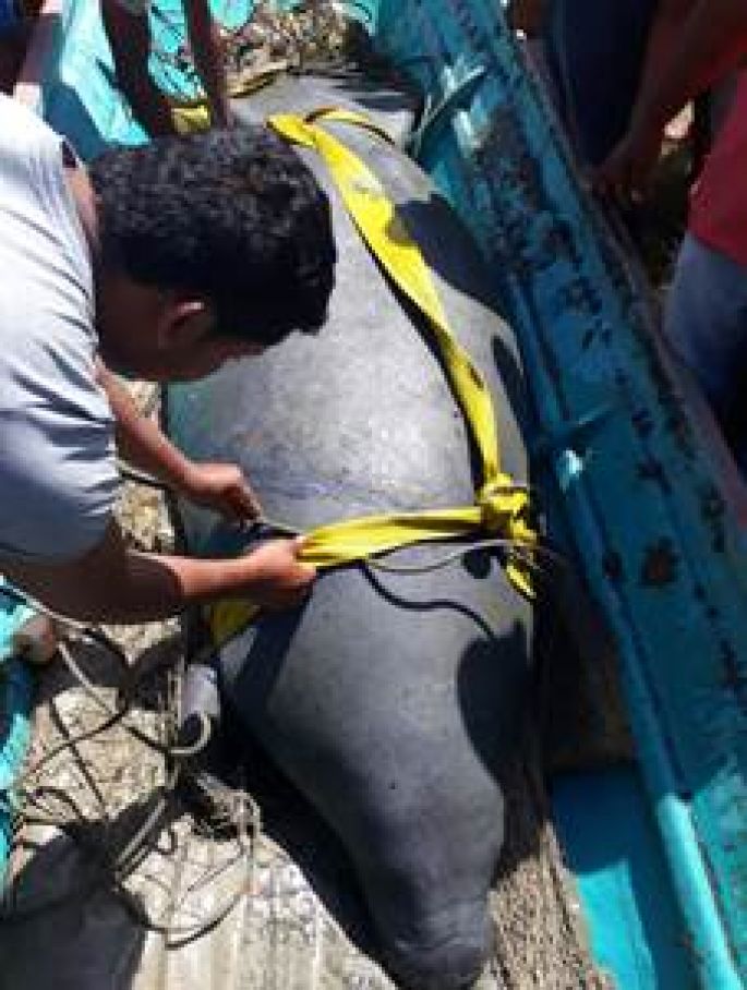 Recibe la CONANP a manatíes para el rescate en pantanos de Centla