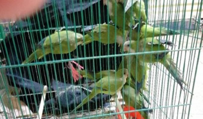 Rescata PGR decenas de especies protegidas