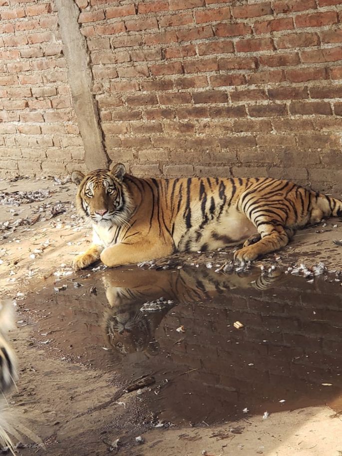 Asegura la PGR tres ejemplares de tigre hindú, tras cateo en Nayarit