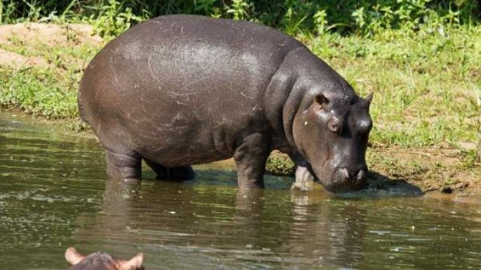 Muere un turista chino por el ataque de un hipopótamo en Kenia  