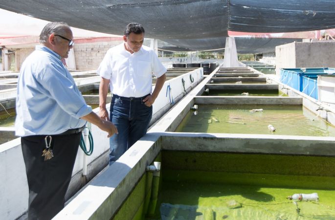 Peces de ornato, alternativa económica para productores yucatecos