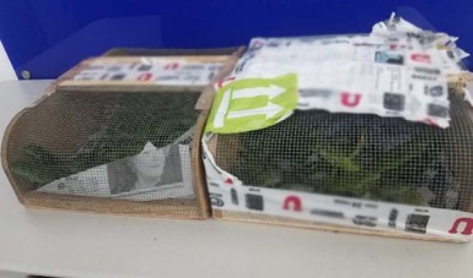 En el Aeropuerto de Tijuana, la Policía Federal localizó 80 iguanas vivas dentro de cajas de madera