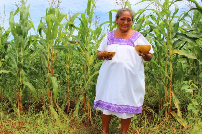 Gran labor de las y los abuelitos en el campo en el yucateco