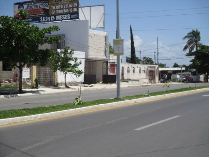 El Ayuntamiento de Mérida denuncia vandalismo contra 71 árboles Maculís en Cholul 