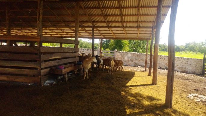 Respalda la SAGARPA al sector ganadero en Yucatán