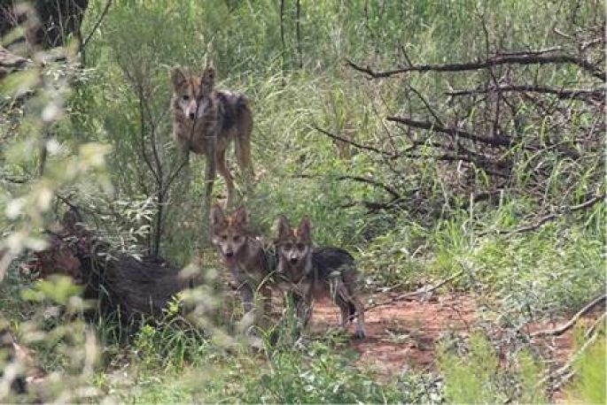 Liberan a una familia de 7 ejemplares de  lobo gris mexicano en su hábitat natural   