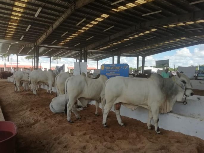 Exitosa muestra de la producción bovina y ovina yucateca en Tizimín 