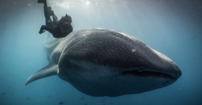 Apoya la SEMARNAT campaña para proteger al tiburón ballena 