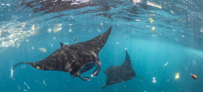 Guatemala se une a la campaña Mares Limpios