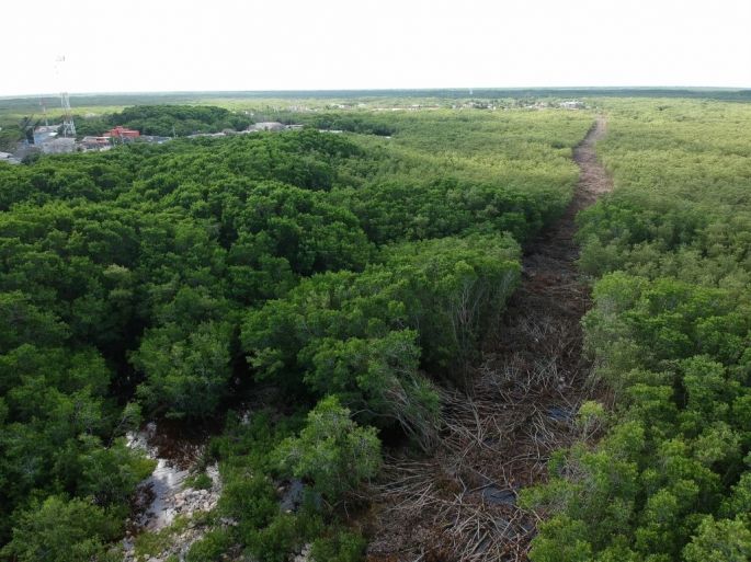 La UNTA exhorta a la Profepa para investigar ecocidio en manglares naturales protegidos de la Ría Lagartos