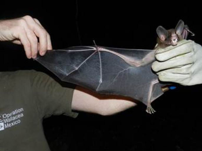México es hogar de 138 especies de murciélagos   