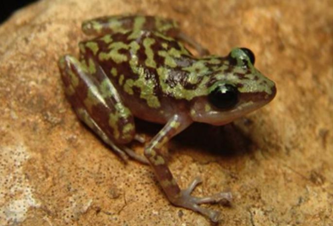 21 nuevas especies descubiertas en Áreas Naturales Protegidas de México