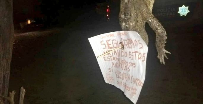 Ejecutan a cocodrilo en Puerto Vallarta