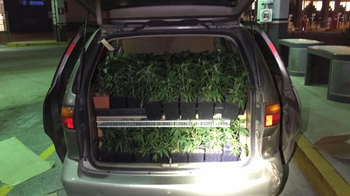 Vinculan a proceso a hombre que introdujo al país 288 plantas de marihuana en su camioneta