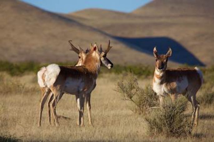 Se liberan 100 ejemplares de Berrendo Mexicano en Chihuahua 