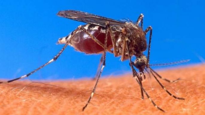 Cuba reporta un nuevo brote de un tipo mortal de dengue no registrado desde 1977 
