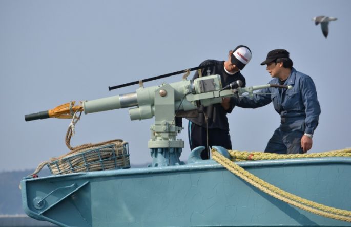 Japón retomará oficialmente la caza comercial de ballenas