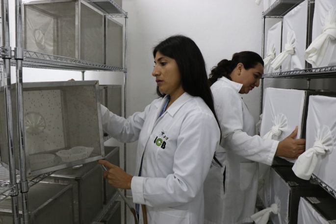La UADY fortalece proyectos de investigación para el control del Aedes aegypti