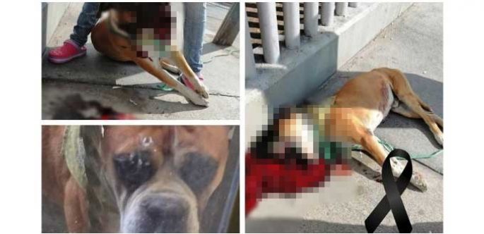 Agrupaciones y fundaciones piden justicia para el perro Miguel