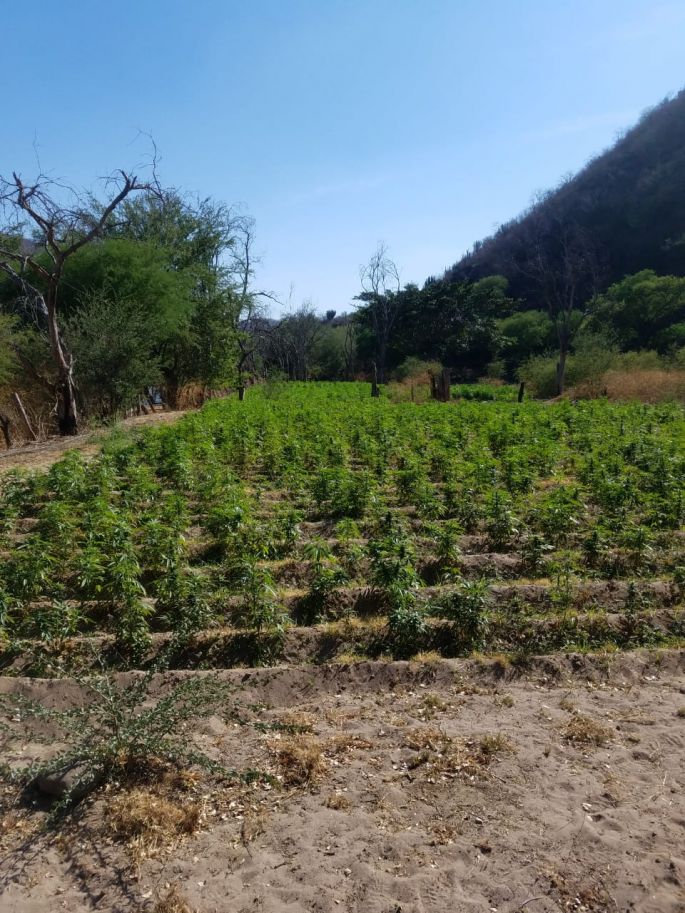 Policías estatales destruyen más de 257 mil plantas de marihuana en Jalisco