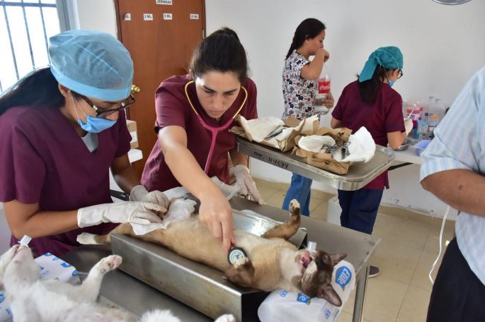 Ofrecen vacuna antirrábica gratuita para perros y gatos de forma permanente