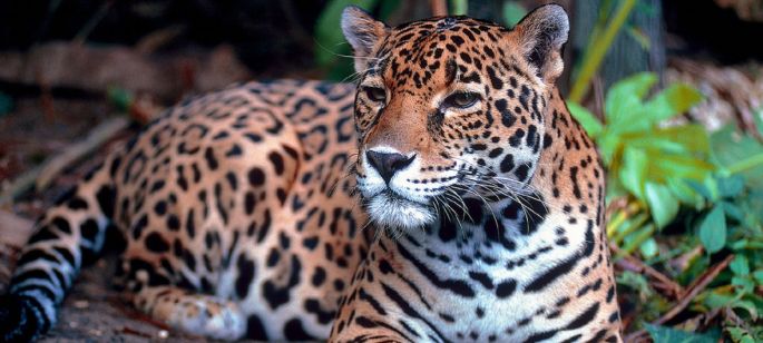 Un millón de especies en peligro de extinción