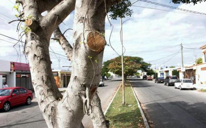 Casi la mitad del arbolado meridano está enfermo o en mal estado