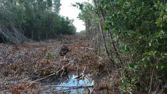 Denuncian impunidad por el ecocidio y destrucción de mangle en Yucatán