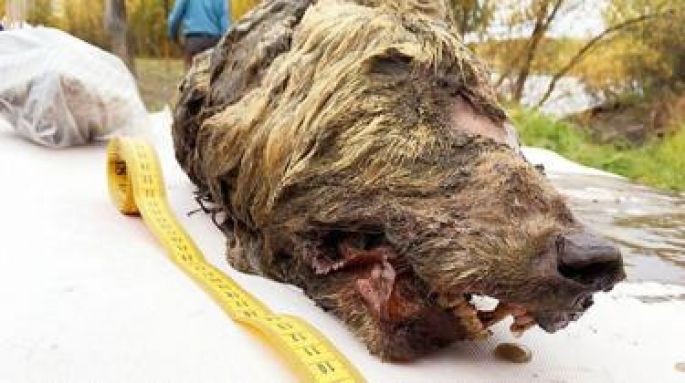 Impresionante cabeza de un lobo gigante de más de 30.000 años hallada en Siberia con los colmillos y el cerebro intactos