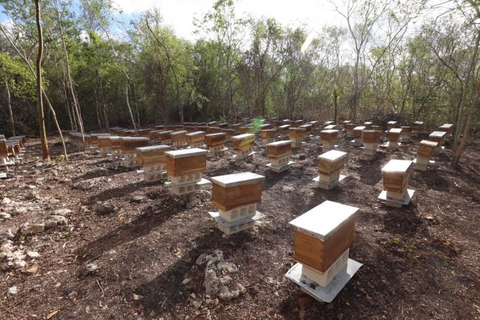 Yucatán contará con 14 Centros de Producción de Abeja Reina que generarían hasta 28,000 ejemplares