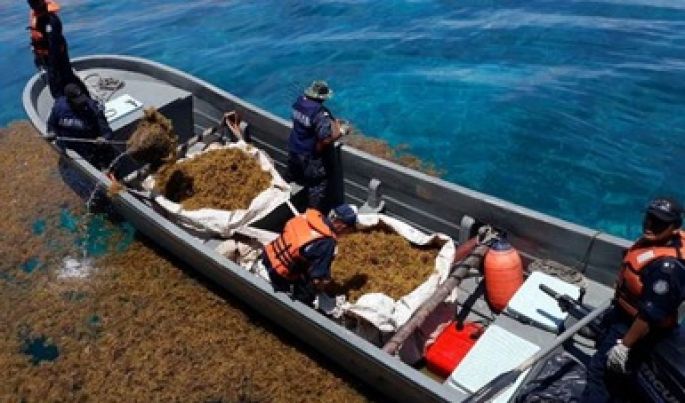 Autoridades Federales afirman que han recolectado más de 38 mil toneladas de sargazo en Quintana Roo