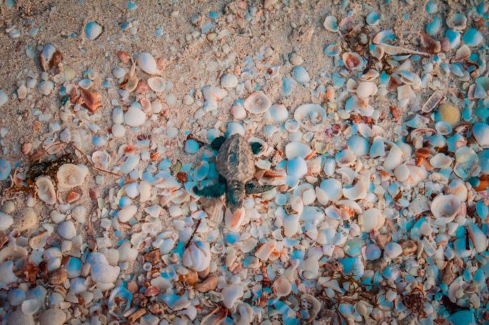 Liberan 76 ejemplares de tortugas de la especie carey 