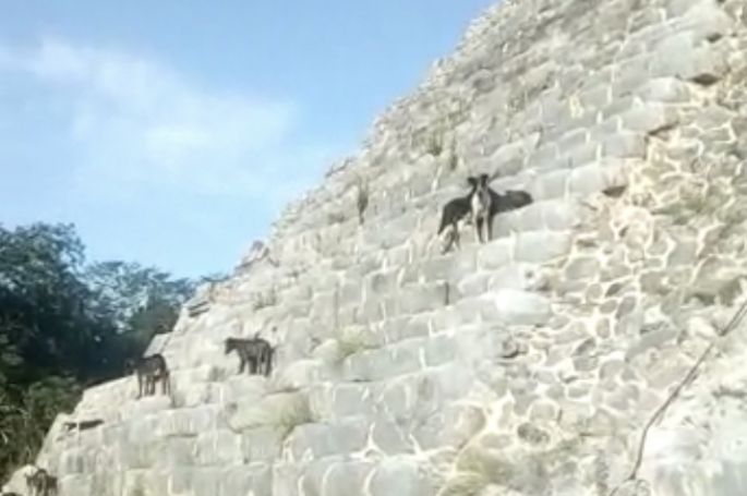 “Operación rescate de perritos de Kukulkán”