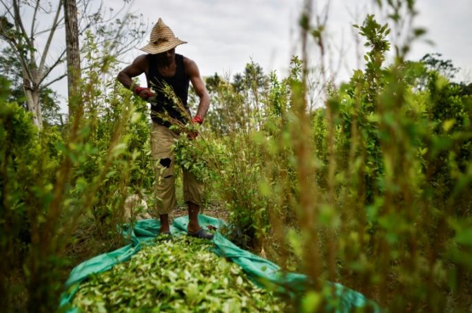 Colombia se mantiene como mayor cultivador de hoja de coca 