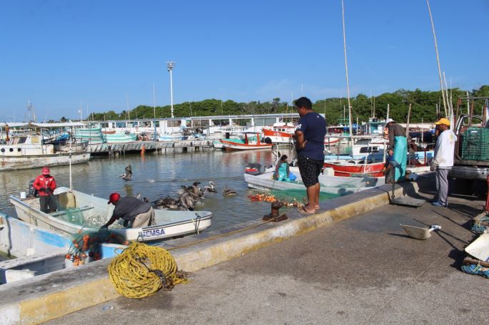 Focos amarillos para la pesca, el 75 por ciento de las especies están sobre explotadas