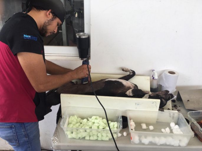 Se realiza la “Campaña de esterilización 2019” para perros y gatos 