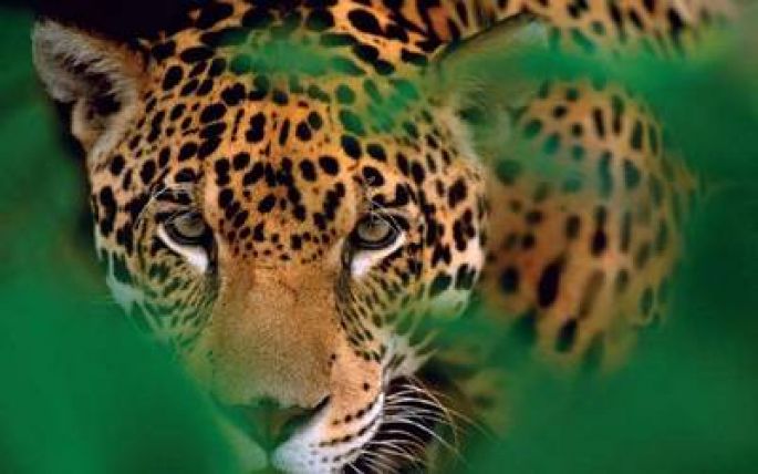 Aseguran que solo quedan unos 600 jaguares en Yucatán 