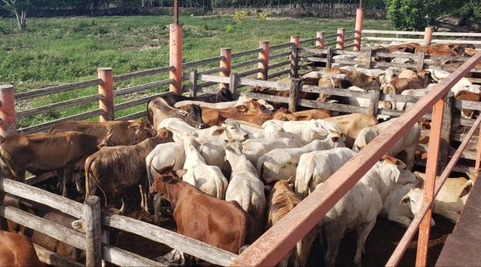 Cuarta entrega a beneficiarios del programa Federal "Crédito Ganadero a la Palabra"
