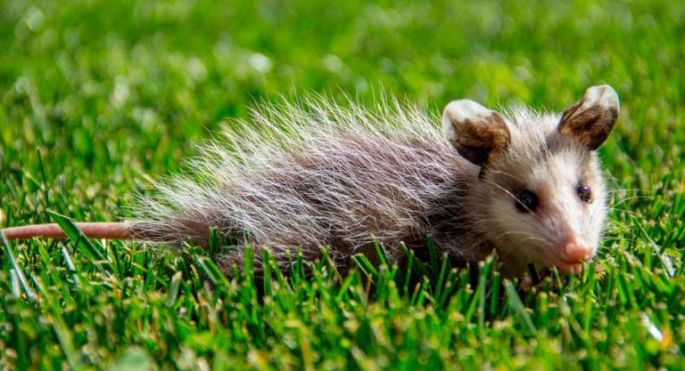 Piden más conciencia y legislación para proteger a las especies animales