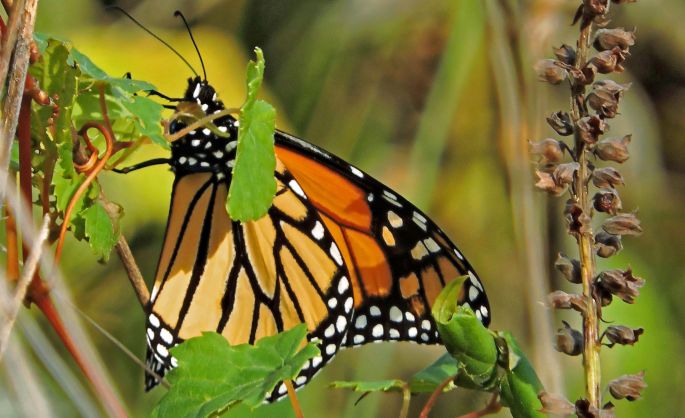 Comenzó la llegada de mariposas monarcas a los santuarios del Estado de México y Michoacán 