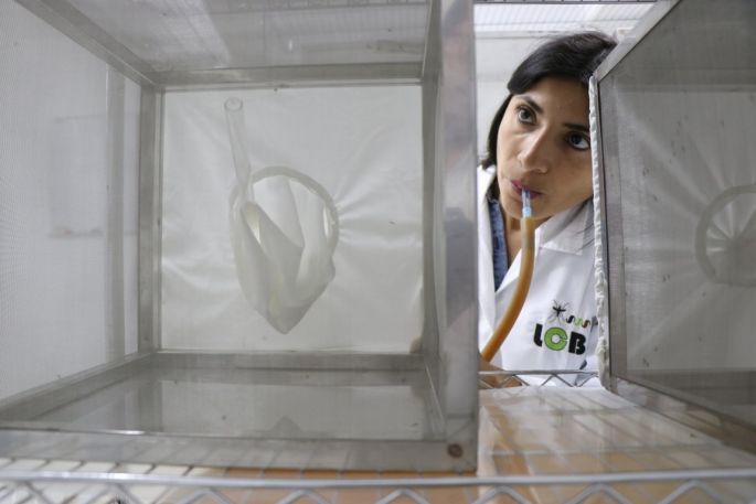 Investigadores de la UADY participan en curso internacional sobre el mosquito del virus del Zika 