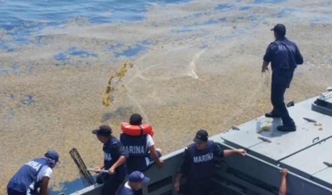 Preparan plan de acción para enfrentar la llegada de sargazo en 2020