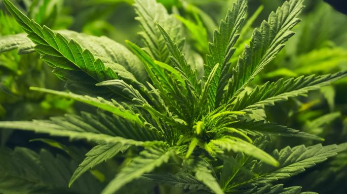 Entrará Senado a debate final en la regulación del cannabis